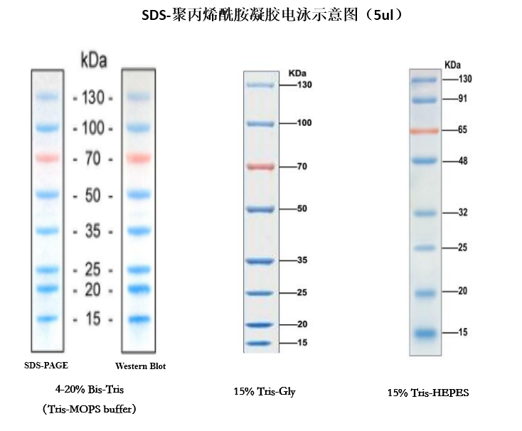 BL713A 彩色预染蛋白Marker（15-130kDa)