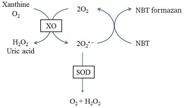总SOD活性检测试剂盒（NBT法）